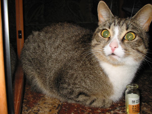 Кошка Феня